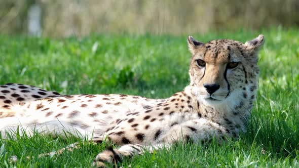 Close up cheetah resting layed on the grass, wild life