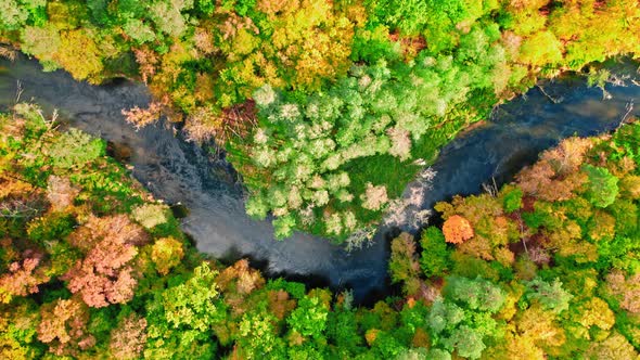 Autumn river and colorful forest. Aerial view of nature, Poland.