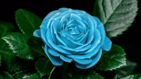 Blue Rose Plant Blooming Flower in Time Lapse on a Black Background. Single One Flower Opens Bud