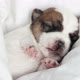 Newborn Puppy Sleeping on Knitted Plaid - VideoHive Item for Sale