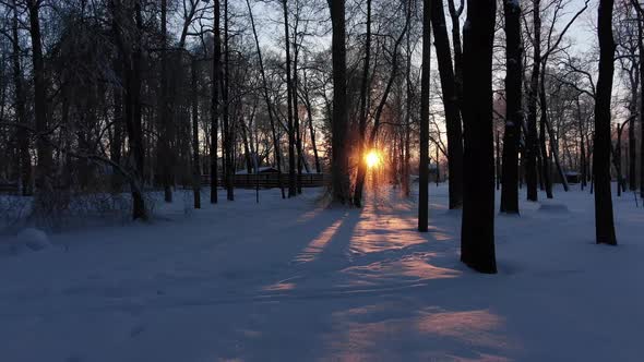 Bright Beams of Rising Sun Shine on Bare Forest Trees