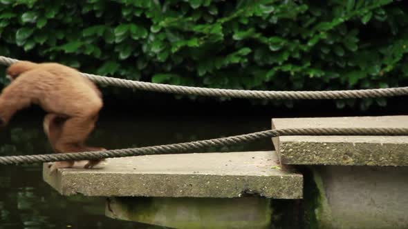 Lar gibbon monkey sitting, walking over rope and swinging in zoo