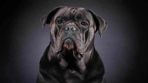 Portrait of Cane Corso in the Studio on a Black Gradient Background