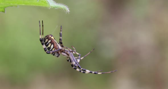 Argiope bruennichi (wasp spider) on web