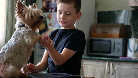 the theme of children's love for pets. Caucasian cute boy 7-9 years old hugs and kisses the paw of h