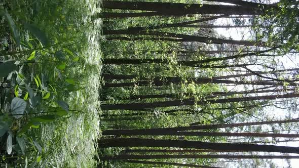 Vertical Video of Forest Landscape in Summer Slow Motion