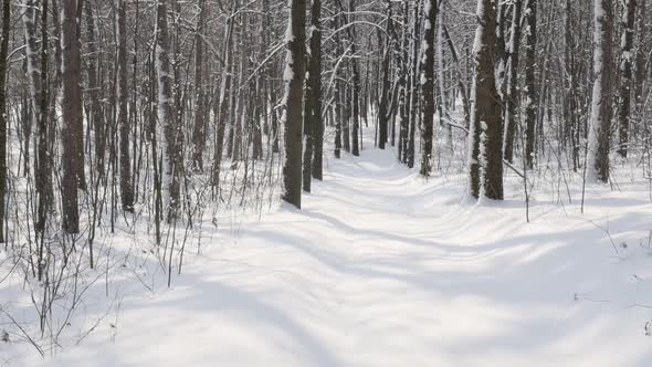 Snowed alley path slow-mo 1920X1080 FullHD video - Scenery by winter morning in the forest slow moti