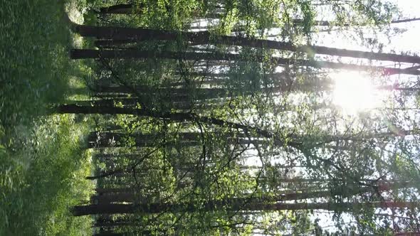 Vertical Video Aerial View Inside a Green Forest with Trees in Summer