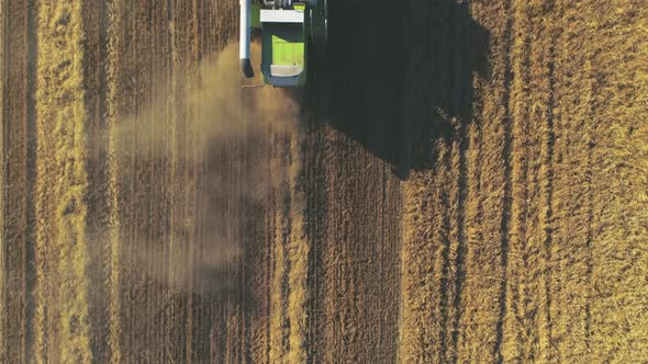 Aerial View of Modern Combine Harvesting Wheat on the Field. Flying Directly Above Combine.