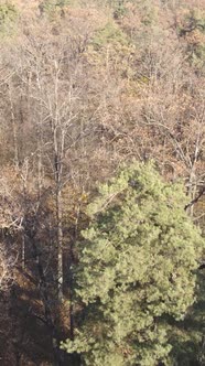 Vertical Video of a Beautiful Forest in the Afternoon Aerial View