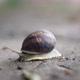 Macro Shot of a Snail Crawling Slowly Over Gray Ground - VideoHive Item for Sale
