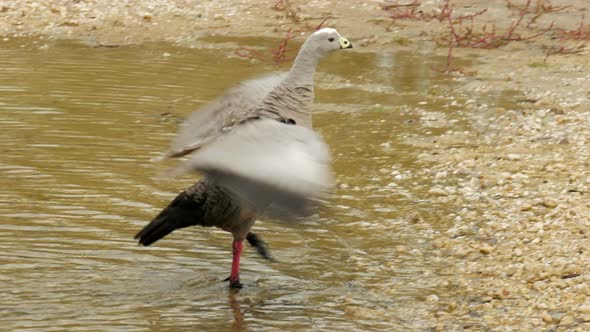 Cape Barren Goose walking through shallow water.