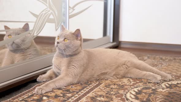 Alert Gray Cat Sitting Near a Mirror Cabinet Then Gets Up and Runs Away