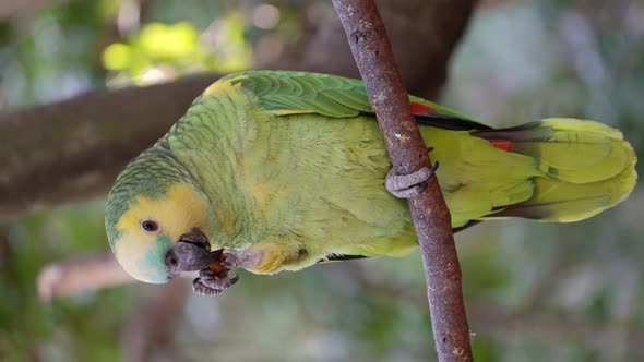 Pretty Amazona Aestiva Parrot eating in nature and perched on branch of tree, close up shot