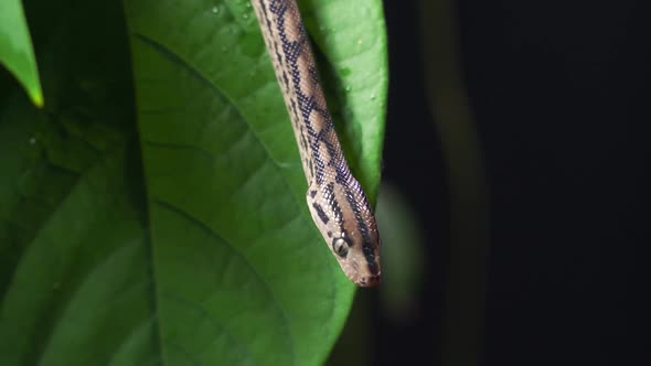 Brown Snake Coils Around a Tree