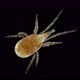 Predatory Mite Acari Under a Microscope Parasitidae Family Order Mesostigmata - VideoHive Item for Sale