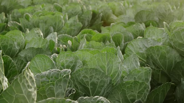 Cabbage Grows In The Field