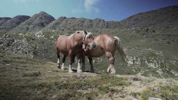 Static View of Horses Relaxing in the Sun After Grazing on Grass in the Wilderness By the Lake Ayous