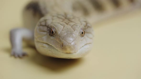 Eastern Blue Tongue Lizard Tiliqua Scincoides Sticks Out His Tongue on a Beige Background