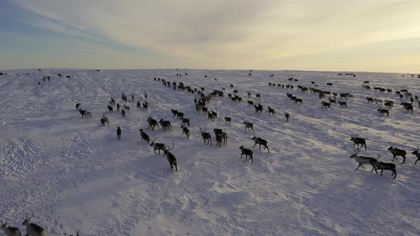 Herd of Reindeer