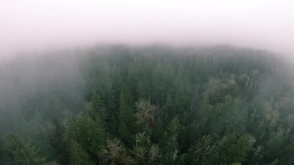 Drone Over Green Forest Trees Looking Up To Hazy Fog Cloud