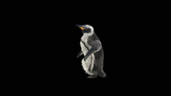 Penguin Dancing HD