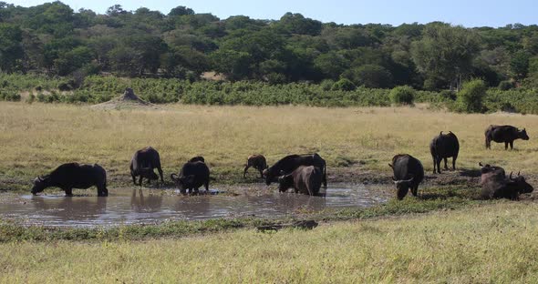 Cape Buffalo at Chobe river, Botswana safari wildlife