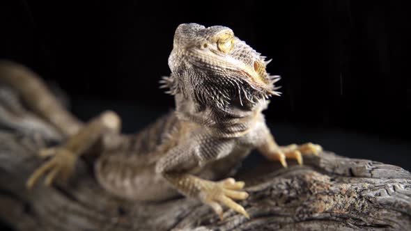 Portrait of a Bearded Dragon (Pogona Vitticeps) in a Terrarium