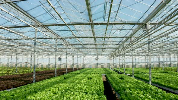 Aeriel View of Modern Agriculture in a Greenhouse