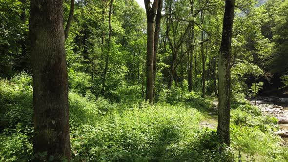 Summer Mountain Forest, Outdoor Adventure