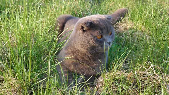 Scottish Fold cat lies in the green grass.
