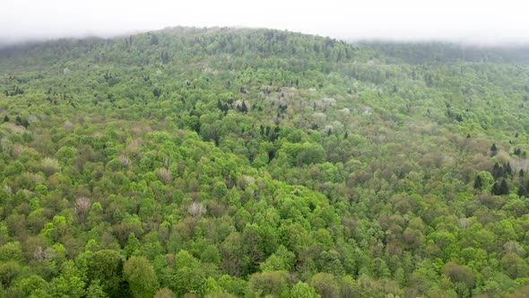 Takeoff over the mountain forest