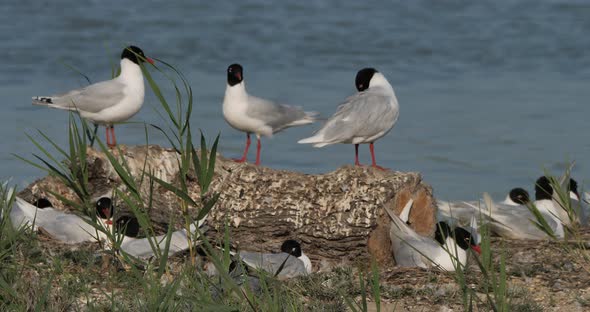 A flock of Mediterranean gull,( Ichthyaetus melanocephalus), during the egg incubation time, Camargu