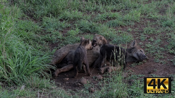 Spotted Hyena Mother Feeds Cubs