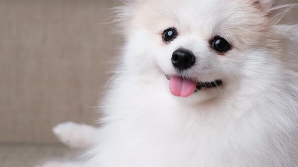 4k uhd cute relax white hair pomeranian dog look at camera smile with tongue out