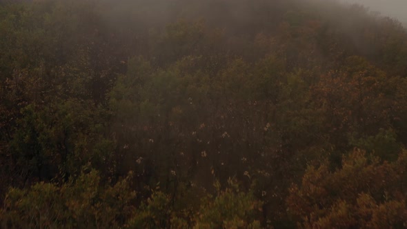 Flying Over A Forest On A Foggy Day 1