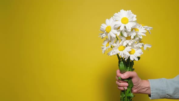 Bouquet of Chamomile Flowers