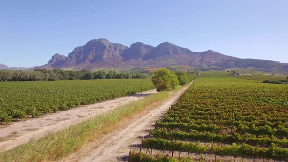 Aerial travel drone view of a dirt road and grape vineyard farms in South Africa.
