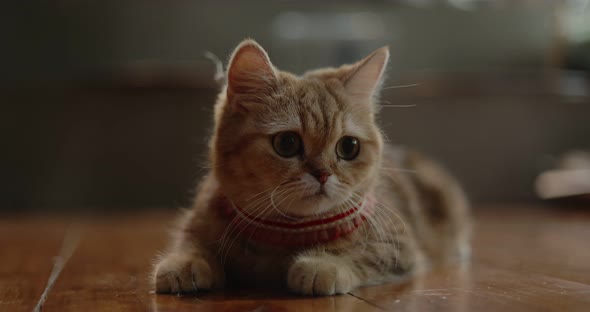 Lovely Tabby British short hair kitten lying on the floor prepares to jump for snap onto something.