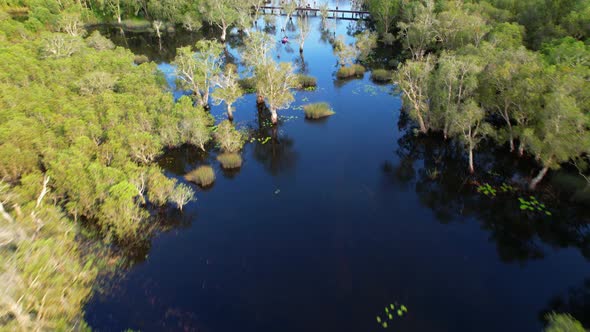 wetlands with various trees represent the integrity of the forest.