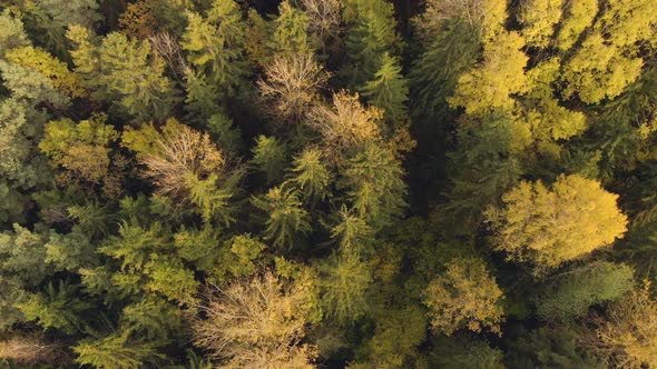 Flying Over Treetops in the Forest