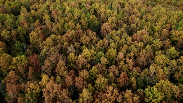 Beautiful Large Forest with an Aerial View with Drone in the Autumn Season