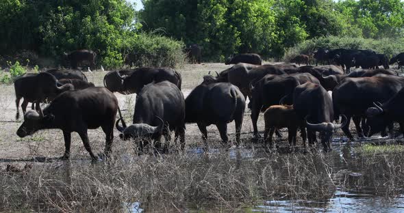 Cape Buffalo at Chobe river, Botswana safari wildlife