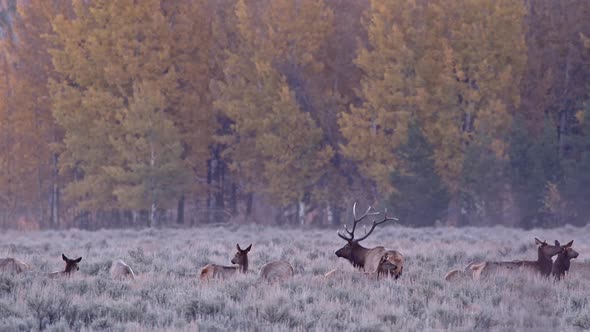 Elk herd in field with Autumn landscape in Wyoming