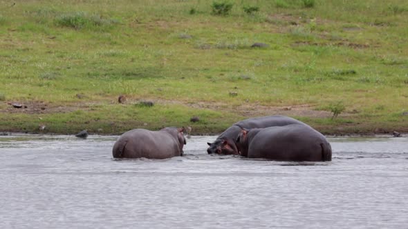 Three hippos display dominance while playing in Kruger Natl Park pond