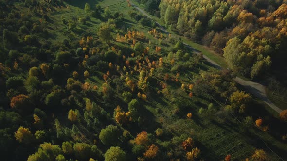 Flight Over The Autumn Park. Trees With Yellow Autumn Leaves Are Visible.  Aerial Photography.