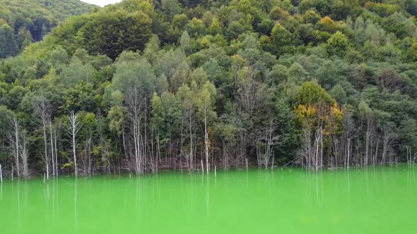 Dead Trees By Polluted Water