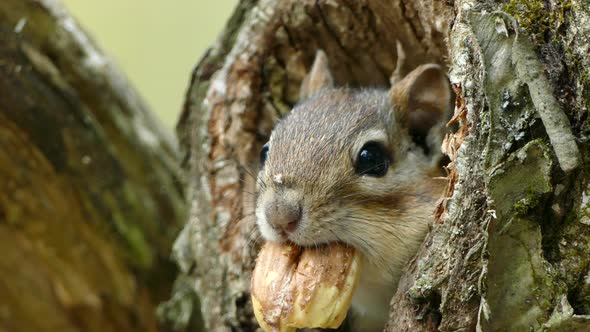 Close up shot of cute squirrel with nut in mouth hiding in tree trunk. Squirrel is afraid and shaky.