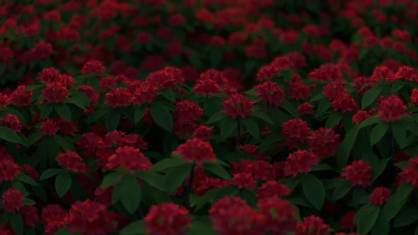 Red Flower Field