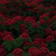 Red Flower Field - VideoHive Item for Sale